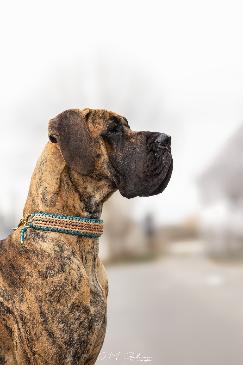 CH. Des Gardiennes De Reves Xilou dit violette